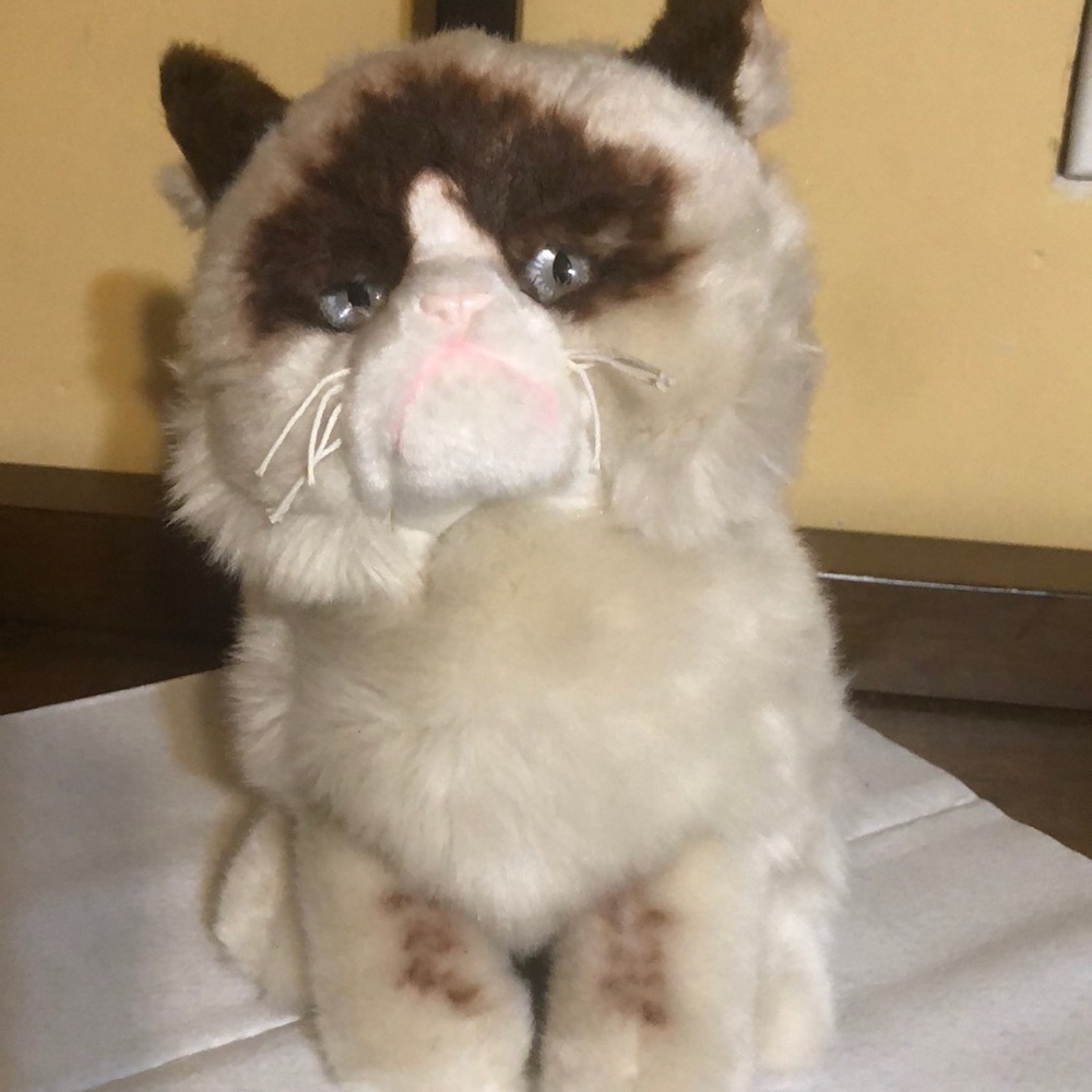 Grumpy cat - Picture 2 of 2